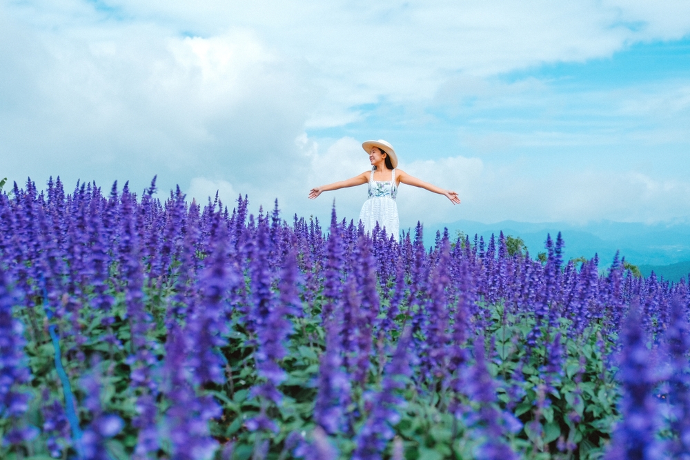 สวนดอกไม้ป้างฮวา ม่อนแจ่ม จังหวัดเชียงใหม่