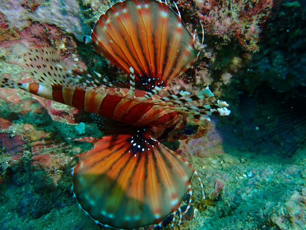 Lionfish swimming at Koh Dok Mai in Phuket