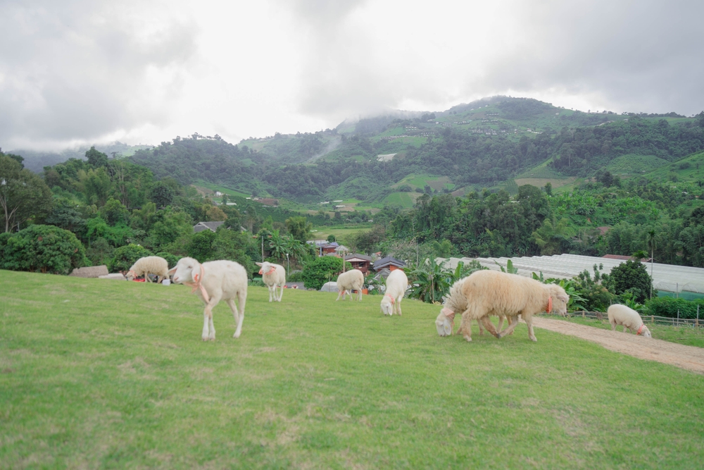 บ้านแกะแม่ขิ ม่อนแจ่ม จังหวัดเชียงใหม่