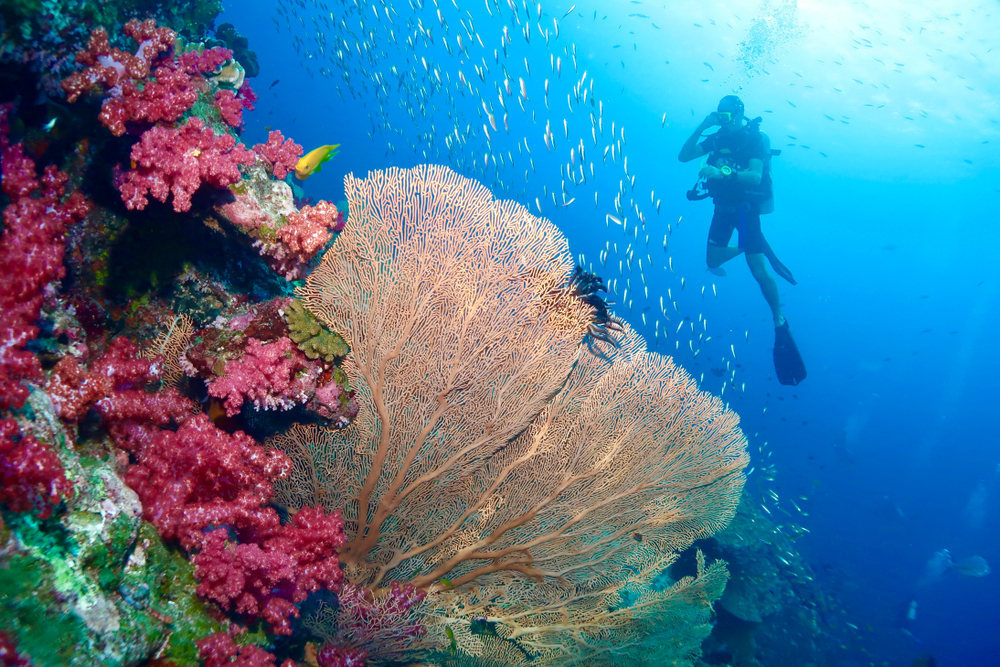 Colorful coral fans and reefs with schools of fish during a scuba liveaboard diving trip in Phuket