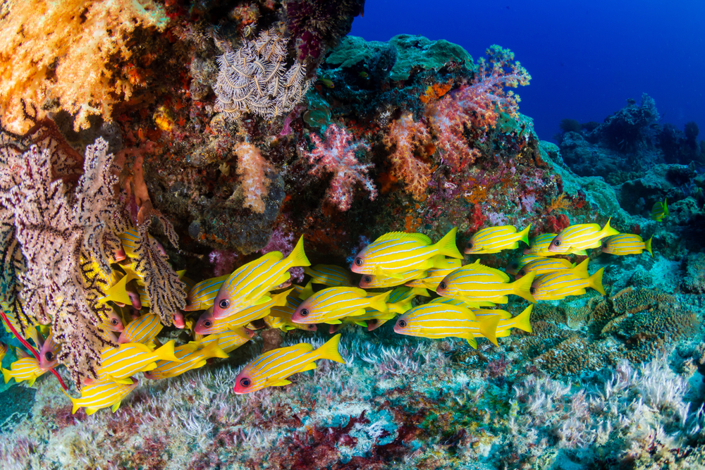 School of blue stripe snappers swimming near corals in Similan Islands