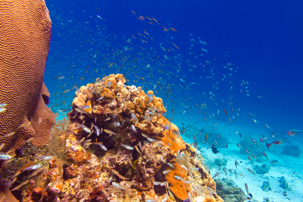 Schools of fish swimming around a coral garden in the Andaman Sea
