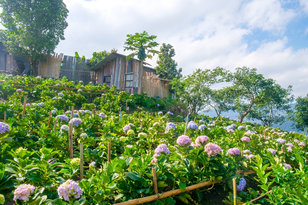 กู๋เนียร์ ไฮเดรนเยีย ที่เที่ยวใกล้ม่อนแจ่ม จังหวัดเชียงใหม่