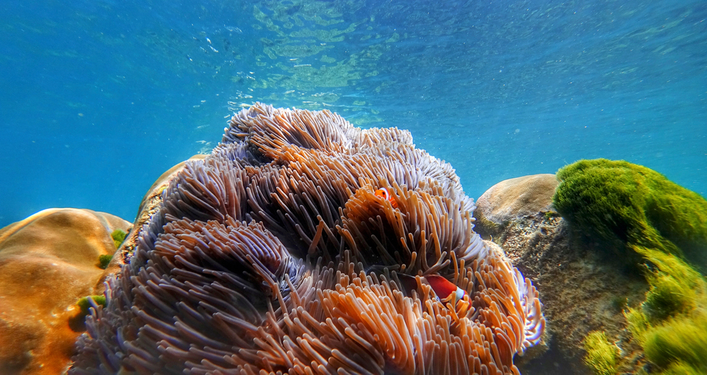 Sea anemone and green moss on rocks underwater at Surin Islands