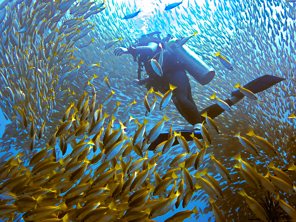 A diver surrounded by schools of fish at Phi Phi islands