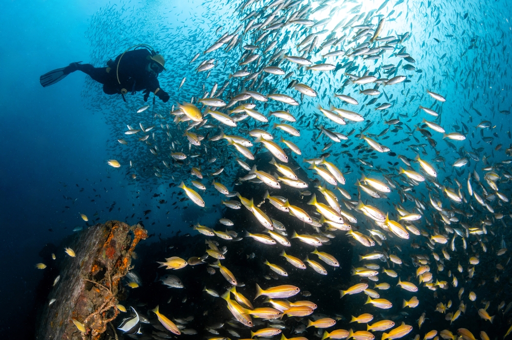 A diver with schools of yellow-striped fish at Phi Phi Islands