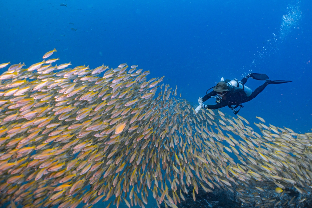 Diving Spots in Phuket