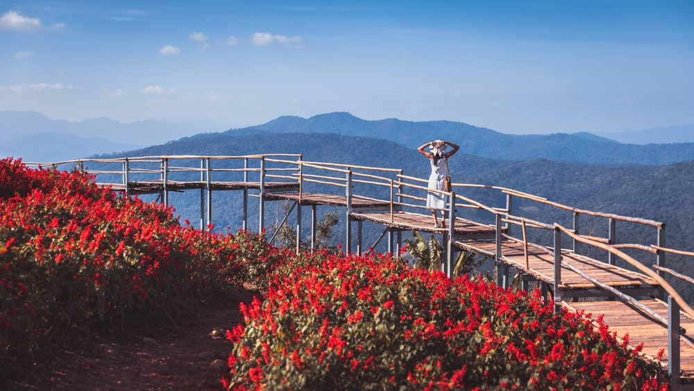 ทุ่งดอกไม้ ยิ่งยงสวนดอกไม้ จังหวัดเชียงใหม่