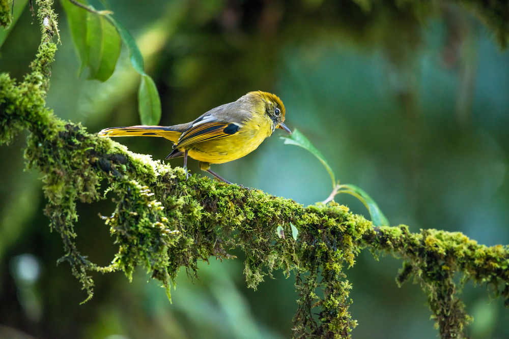 นกศิวะหางสีน้ำตาล ที่พบบนดอยอินทนนท์ บริเวณกิ่วแม่ปาน