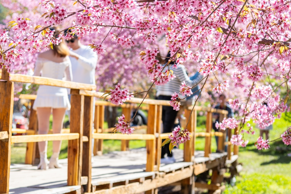 ทุ่งดอกไม้ สะพานซากุระขุนวาง จังหวัดเชียงใหม่