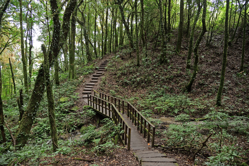 เส้นทางเดินของกิ่วแม่ปาน ระยะที่ 1 เป็นป่าดิบชื้น