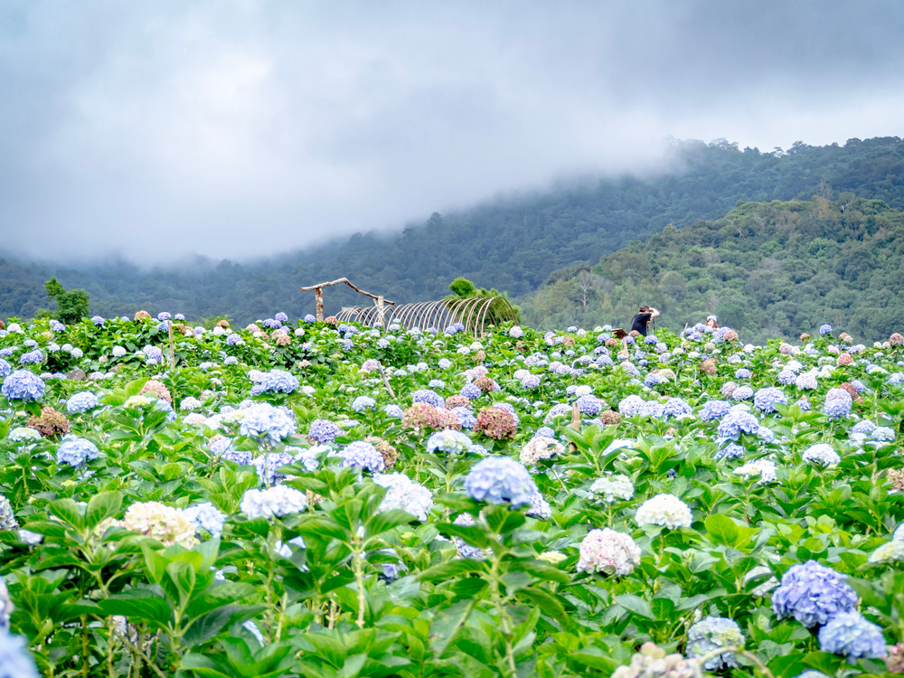 ทุ่งดอกไม้ In Love Farm ดอยอินทนนท์ จังหวัดเชียงใหม่