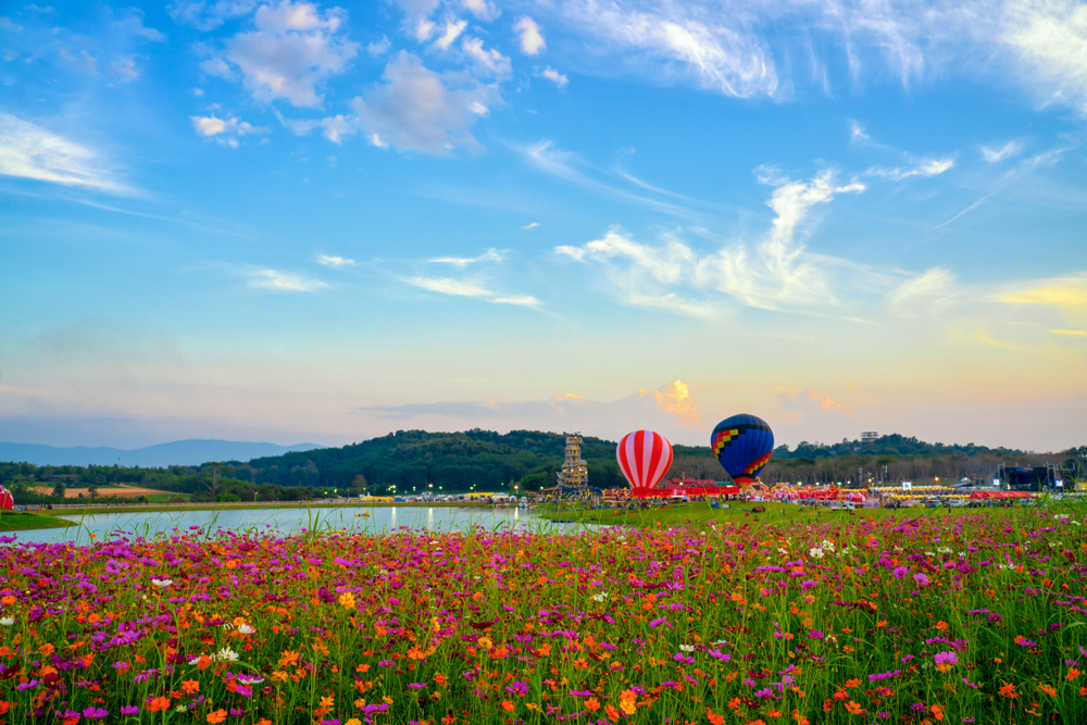 ทุ่งดอกไม้ สิงห์ปาร์ค จังหวัดเชียงราย