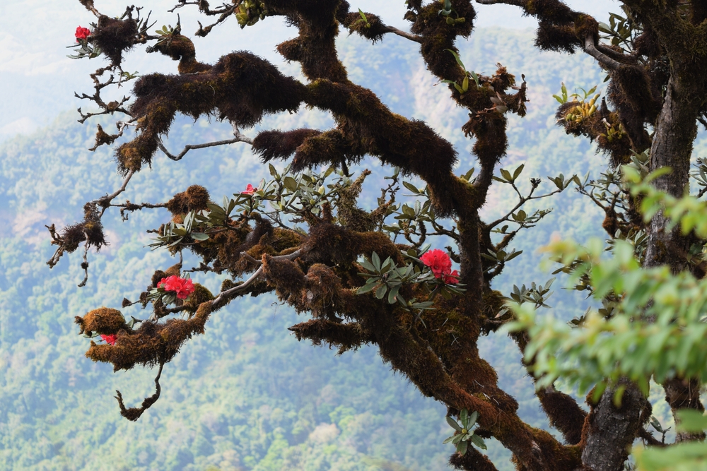 เส้นทางเดินของกิ่วแม่ปาน ระยะที่ 3 กุหลาบพันปีแดง