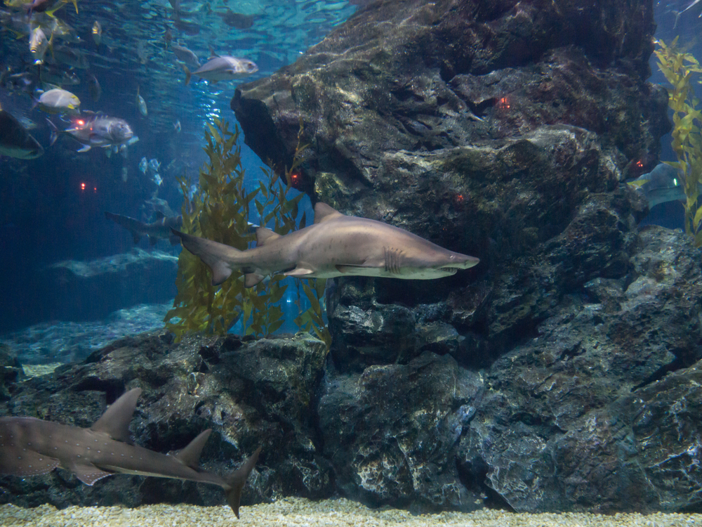 Tiger shark swimming in front of rocks at SEALIFE Ocean World Bangkok, Thailand