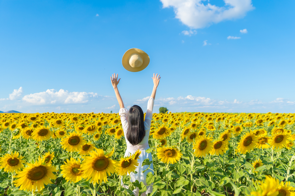 ทุ่งดอกไม้ ทุ่งทานตะวัน ไร่คุณรำยอง จังหวัดลพบุรี