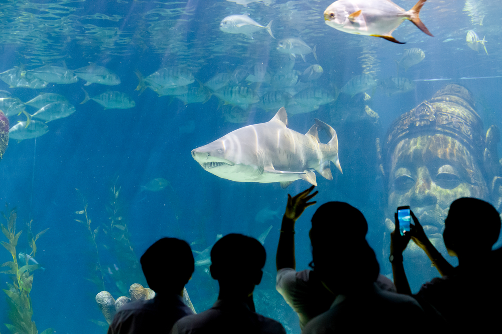 Travelers looking and taking a photo of the shark in a massive aquarium tank in Bangkok, Thailand
