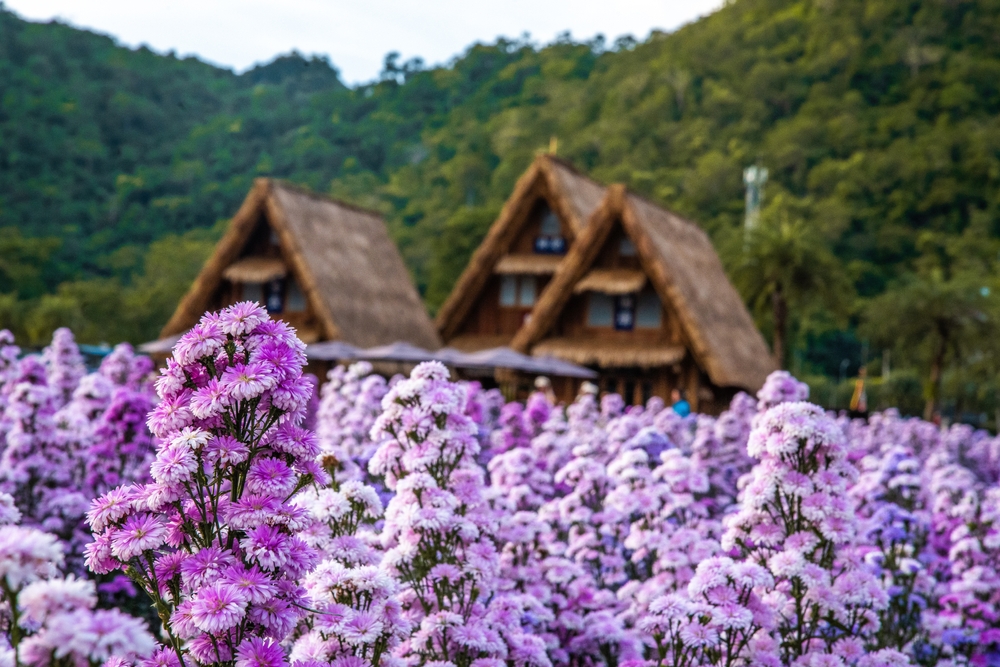ทุ่งดอกไม้ Hokkaido Flower Park Khaoyai จังหวัดนครราชสีมา
