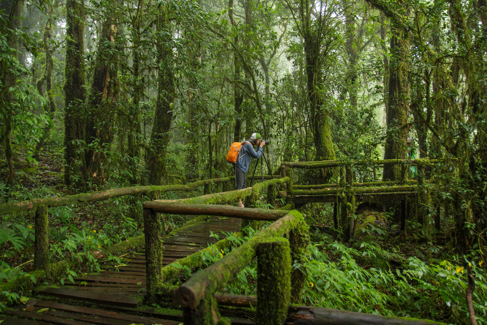 ป่าดิบเขาที่อ่างกาหลวง ในเขตอุทยานแห่งชาติดอยอินทนนท์ จังหวัดเชียงใหม่