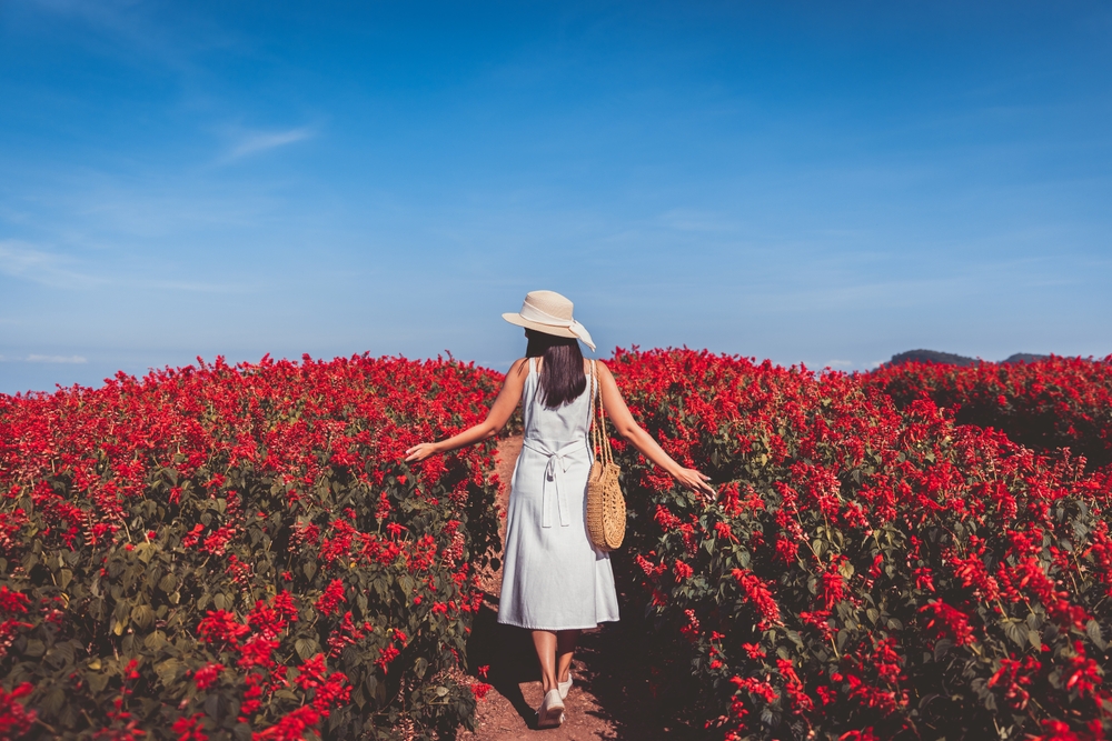 ม่อนแจ่ม จังหวัดเชียงใหม่ ที่เที่ยวกับแฟน ช่วงวันวาเลนไทน์