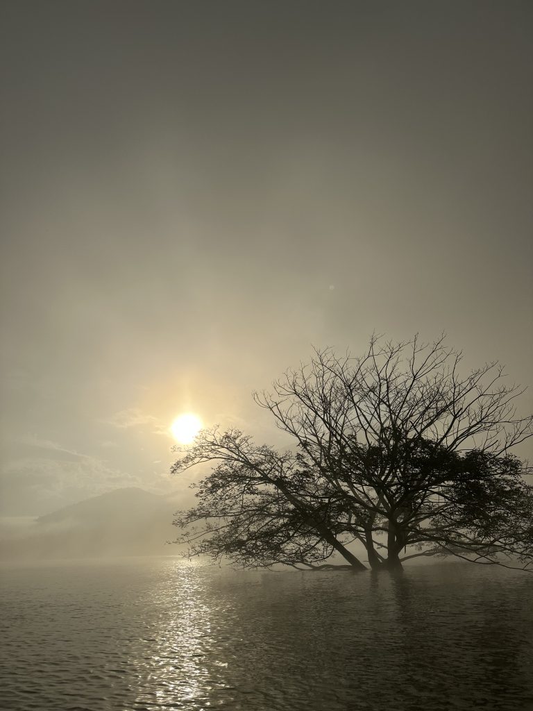 ต้นฉำฉาหรือต้นจามจุรียักษ์กลางน้ำ บริเวณเขื่อนแม่งัดสมบูรณ์ชล