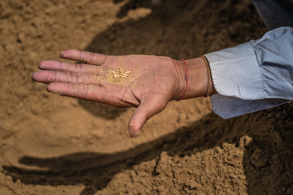 ประเพณีแรกนาขวัญ ประเพณีไทยของกรุงเทพมหานคร