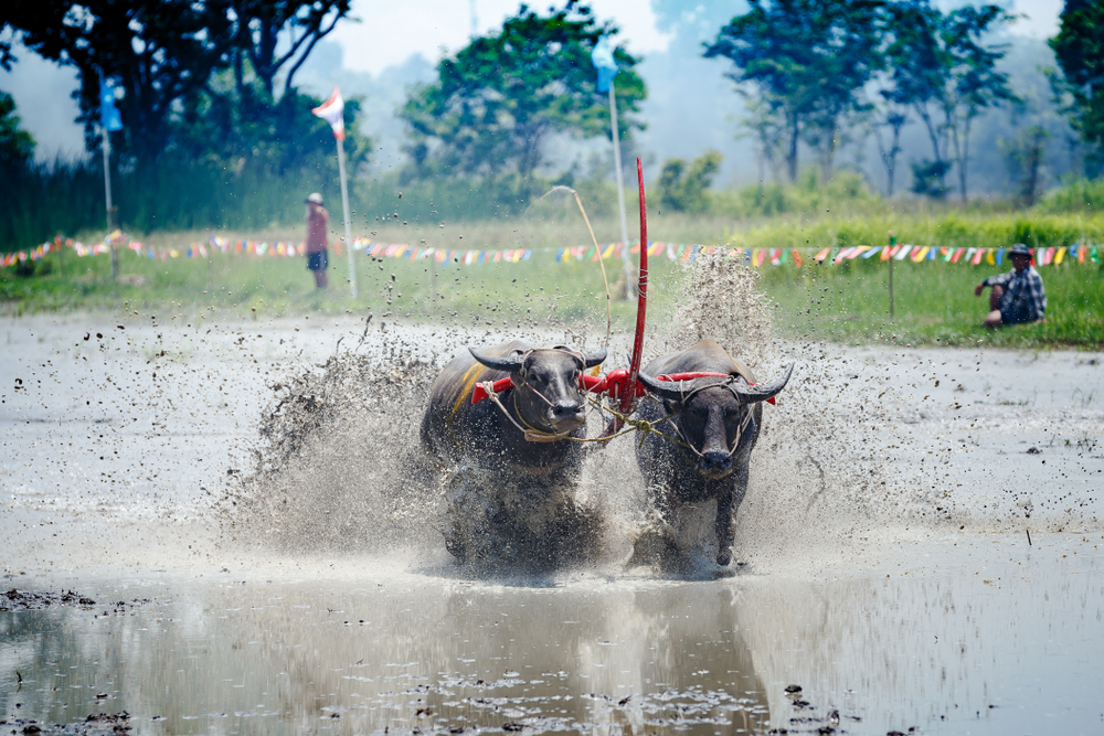 ประเพณีวิ่งควาย ประเพณีไทยของจังหวัดชลบุรี