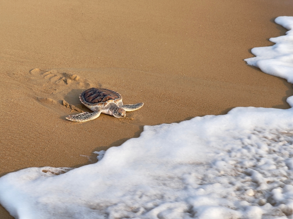 เต่าทะเลขึ้นมาวางไข่ริมหาดไม้ขาว จังหวัดภูเก็ต