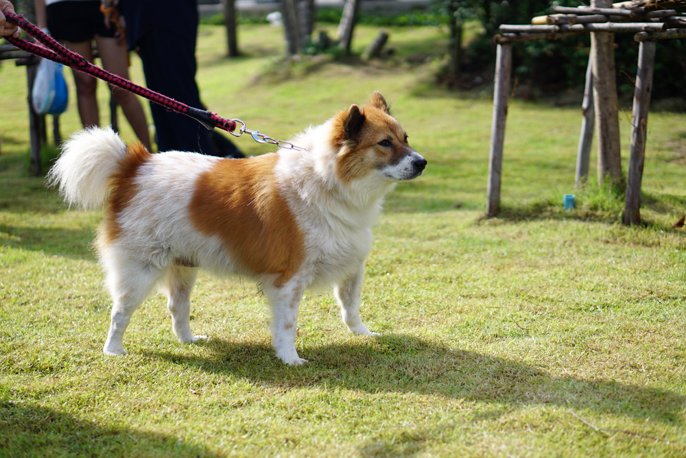 พาหมาเที่ยว สวนสุนัขลุมพินี (BMA Dog Park) ที่เที่ยว Pet-Friendly