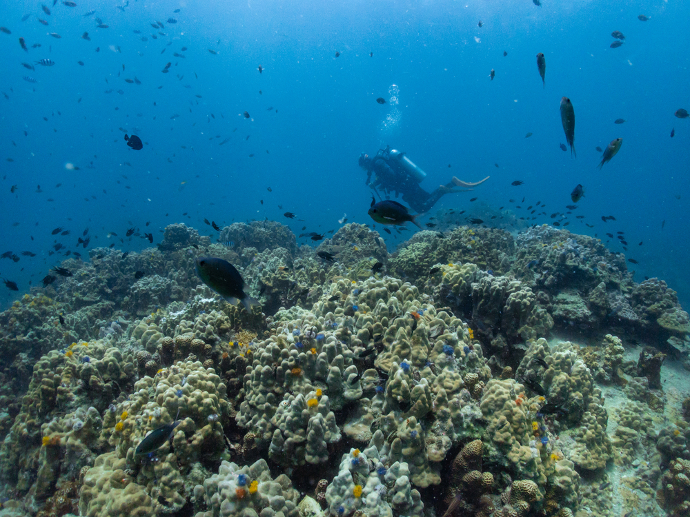 กองหินชุมพร (Chumphon Pinnacle) จุดดำน้ำเกาะเต่า จังหวัดสุราษฎร์ธานี
