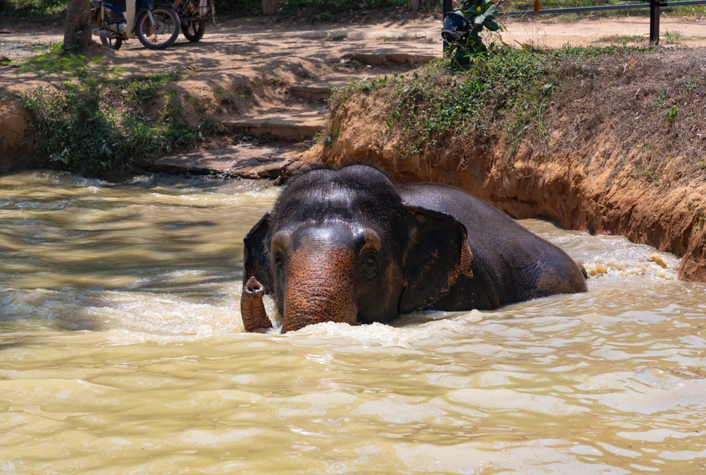 สัมผัสความน่ารักของช้างที่ Elephant Jungle Sanctuary Phuket จังหวัดภูเก็ต