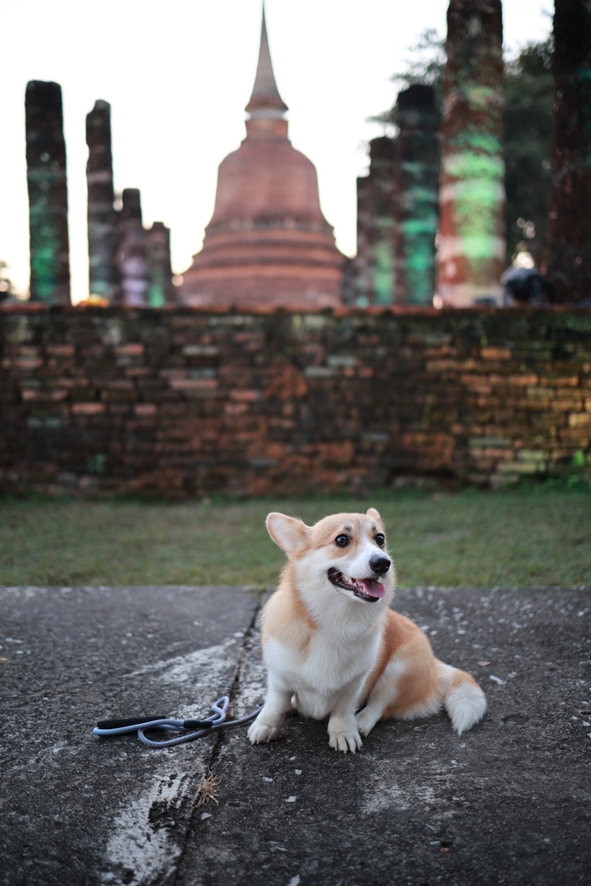 พาหมาเที่ยว อุทยานประวัติศาสตร์สุโขทัย จังหวัดสุโขทัย ที่เที่ยว Pet-Friendly