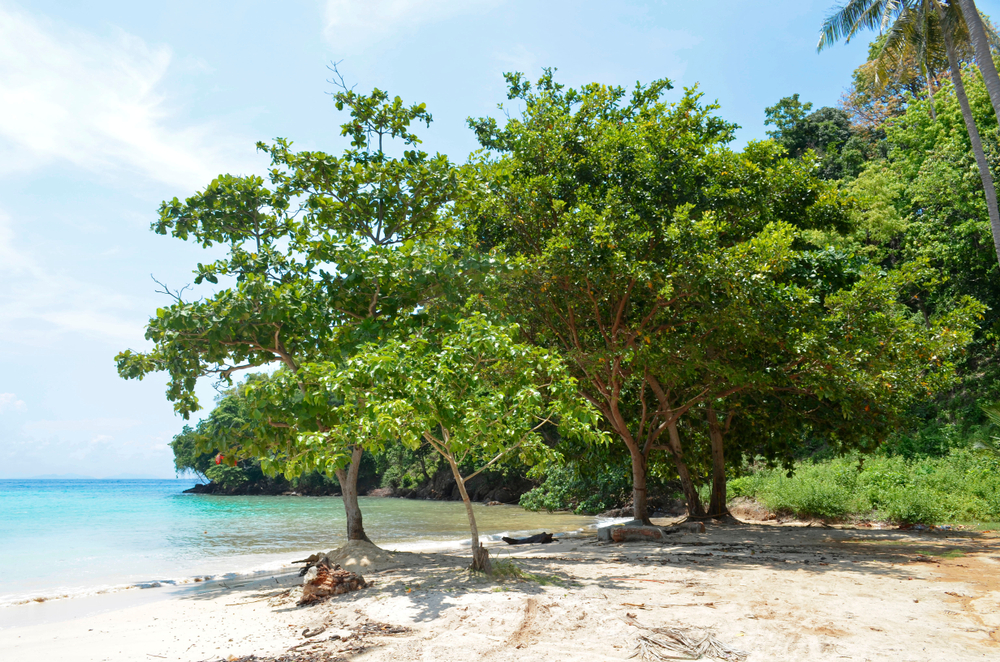 A white sand beach at Loh Moo Dee Beach with green trees and plants next to the clear seawater in Koh Phi Phi