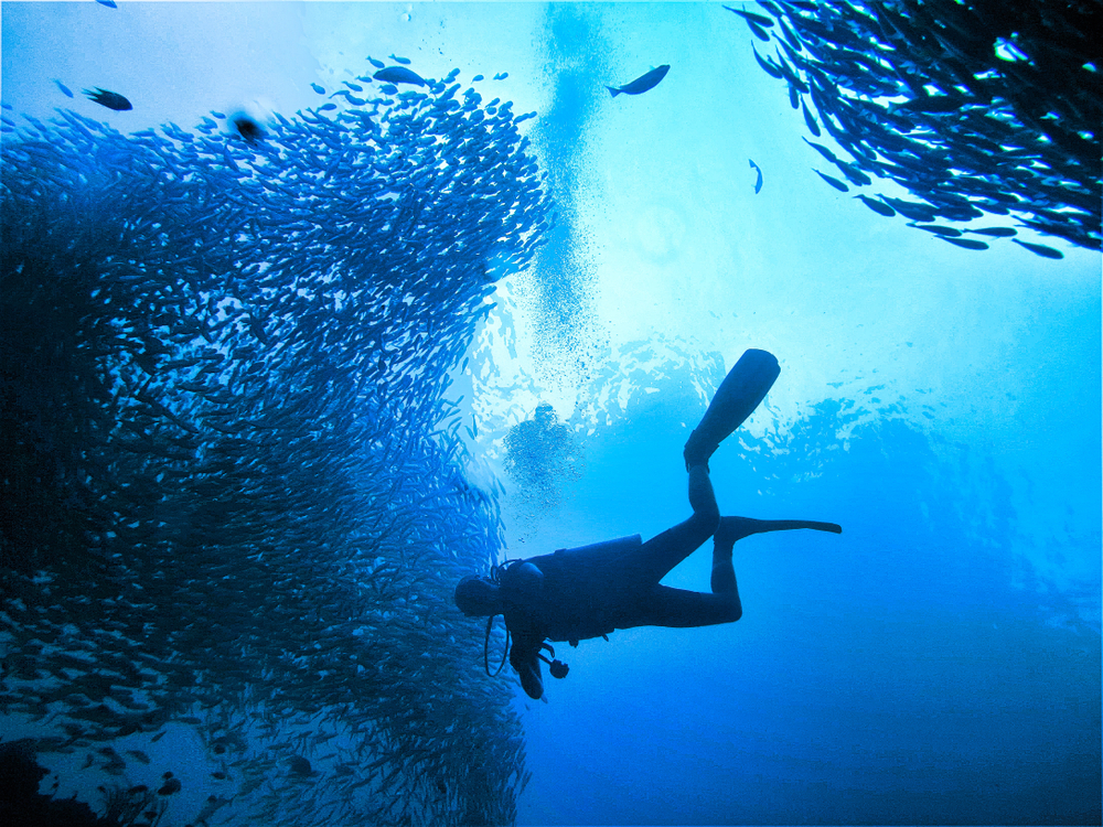 A diver in the middle of a big school of fish under the blue sea in Koh Bida Nok