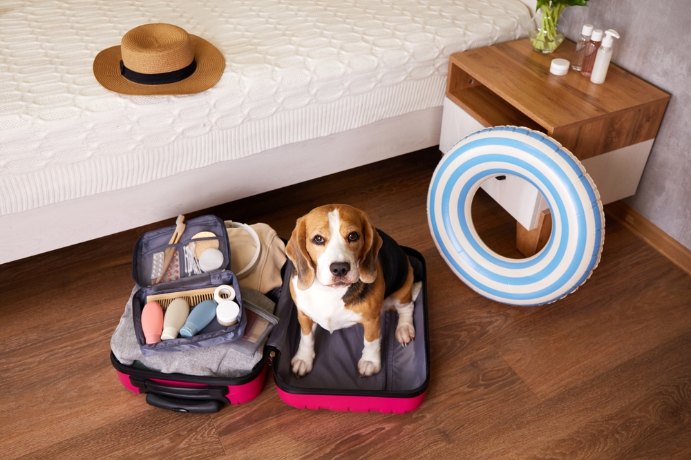 เก็บกระเป๋าเตรียมอุปกรณ์ที่ต้องพกระหว่างพาหมาเที่ยว