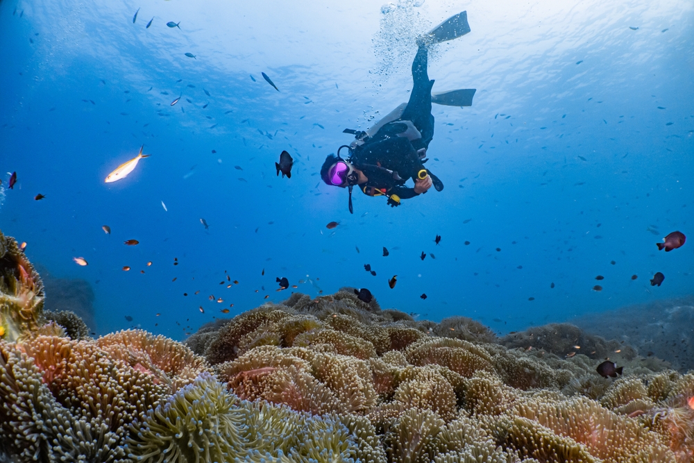A scuba diver in the sea floating above many sea anemone in Koh Tao