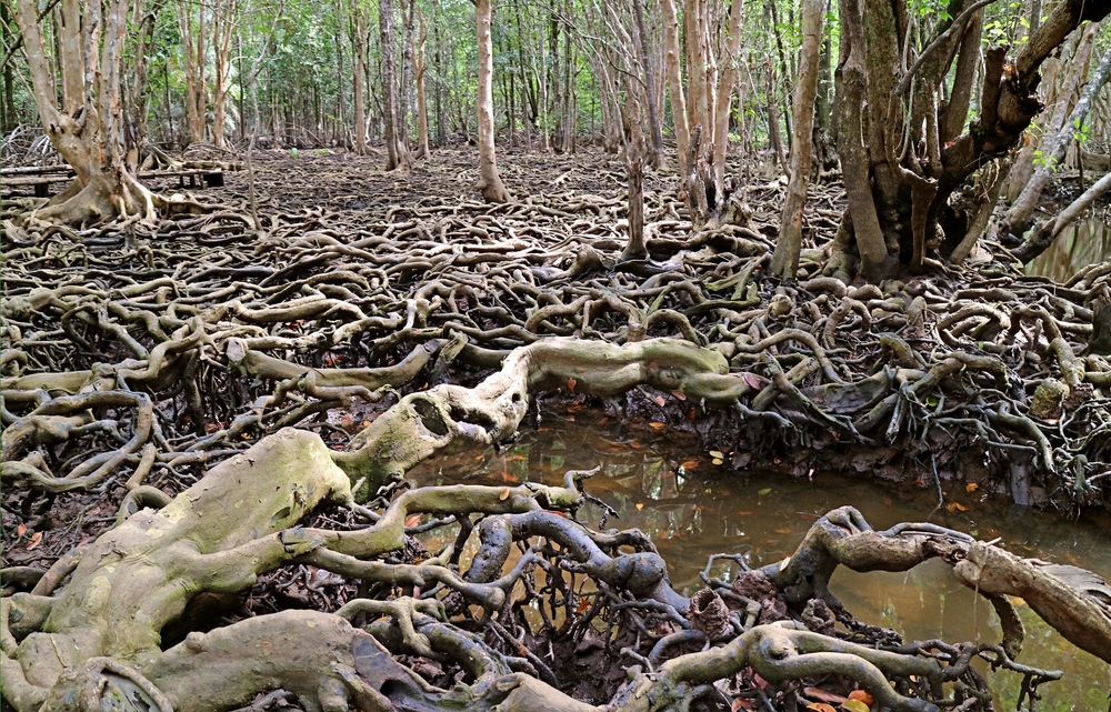 ชุมชนบ้านท่าระแนะ ที่เที่ยวตราดแบบไม่ข้ามเกาะ