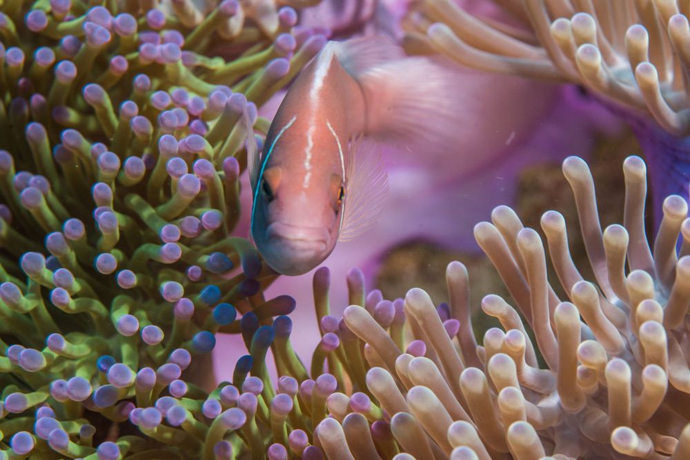 อ่าวโตนด (Tanote Bay) จุดดำน้ำตื้นที่เกาะเต่า จังหวัดสุราษฎร์ธานี