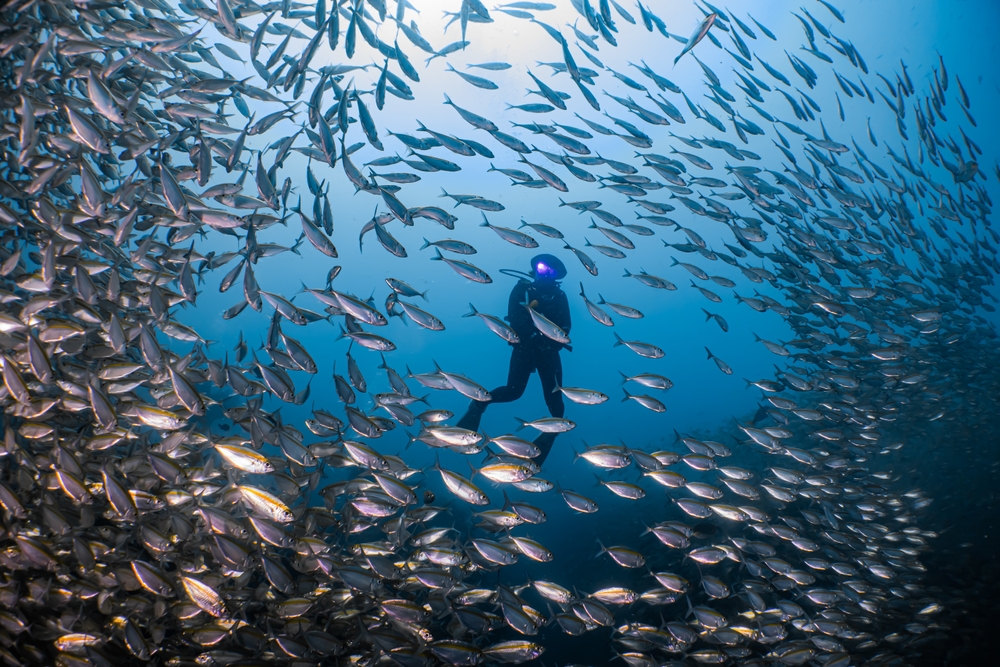 A huge school of fish swimming past a diver in the ocean at Sail Rock