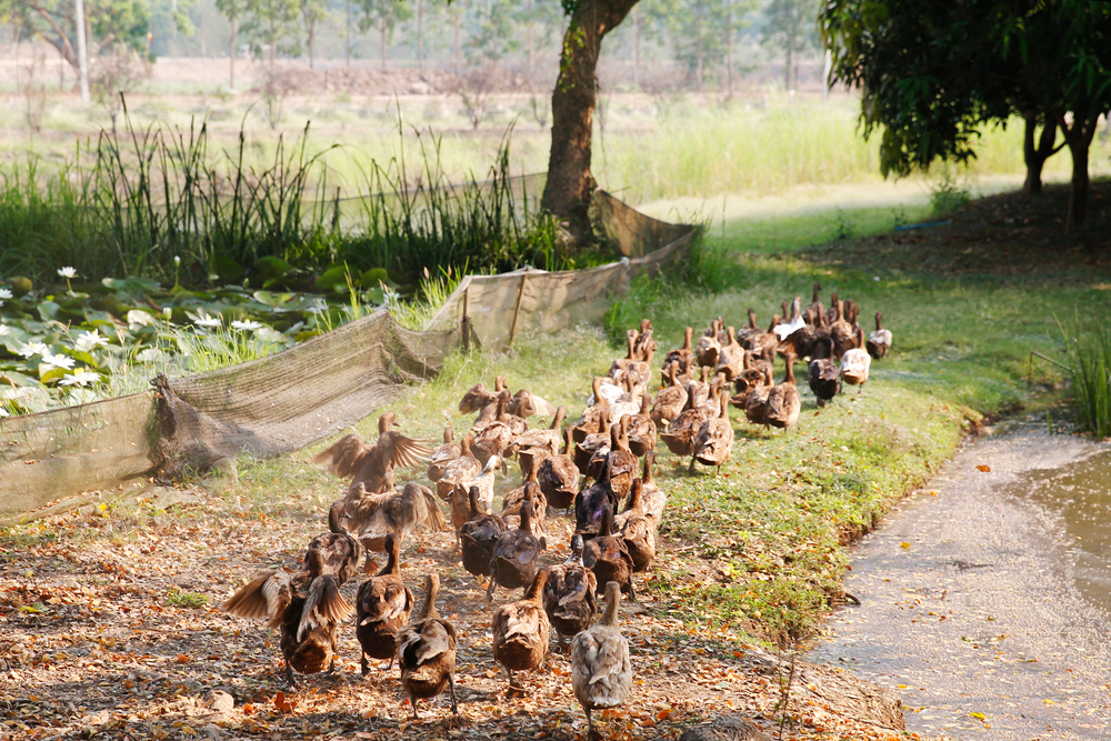 สถานที่เที่ยวสำหรับเด็ก โครงการเกษตรอินทรีย์สุโขทัย จังหวัดสุโขทัย