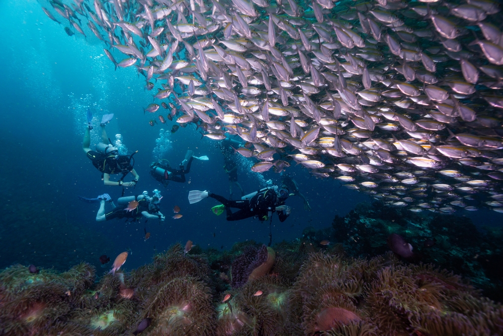 A big school of fish swimming above coral reefs with several divers in the back at Southwest Pinnacles in Koh Tao