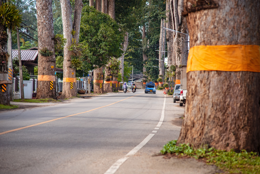 เที่ยวสงกรานต์เชียงใหม่ เน้นเล่นน้ำที่ถนนต้นยาง-สารภี