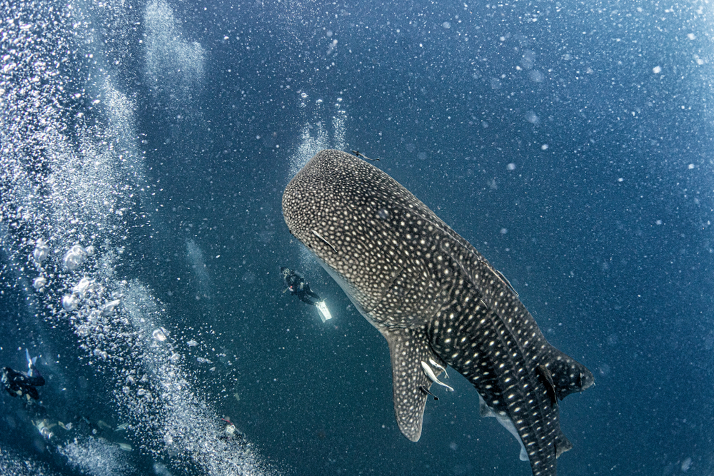 Whale shark swimming under the ocean at Chumphon Pinnacle in Koh Tao