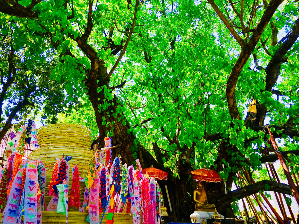 เที่ยวสงกรานต์เชียงใหม่ เน้นสัมผัสงานอีเวนต์ที่แห่ไม้ค้ำจอมทอง