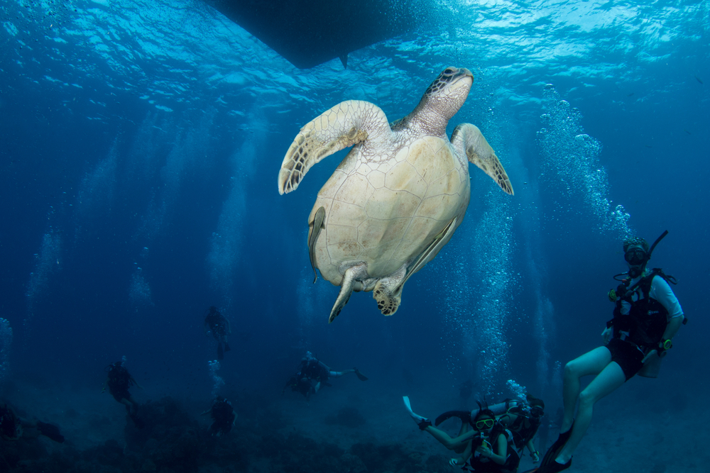 กองหินขาว (White Rock) จุดดำน้ำแบบ Night Dive ที่เกาะเต่า จังหวัดสุราษฎร์ธานี