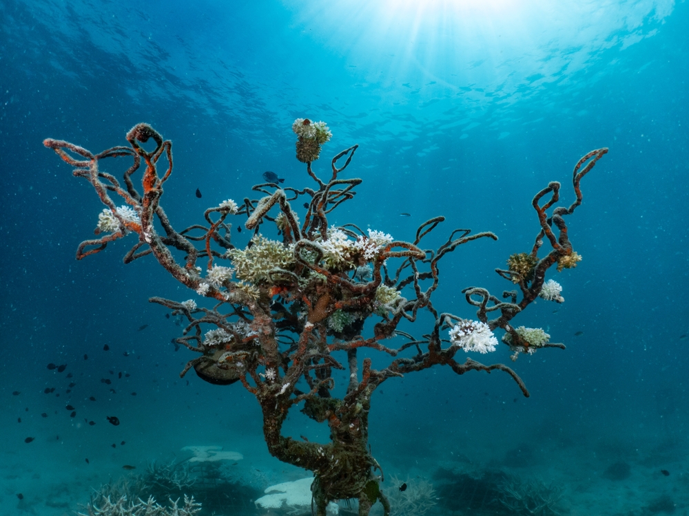 จังก์ยาด รีฟ (Junkyard Reef) จุดดำน้ำแบบ Artificial Reef ที่เกาะเต่า จังหวัดสุราษฎร์ธานี