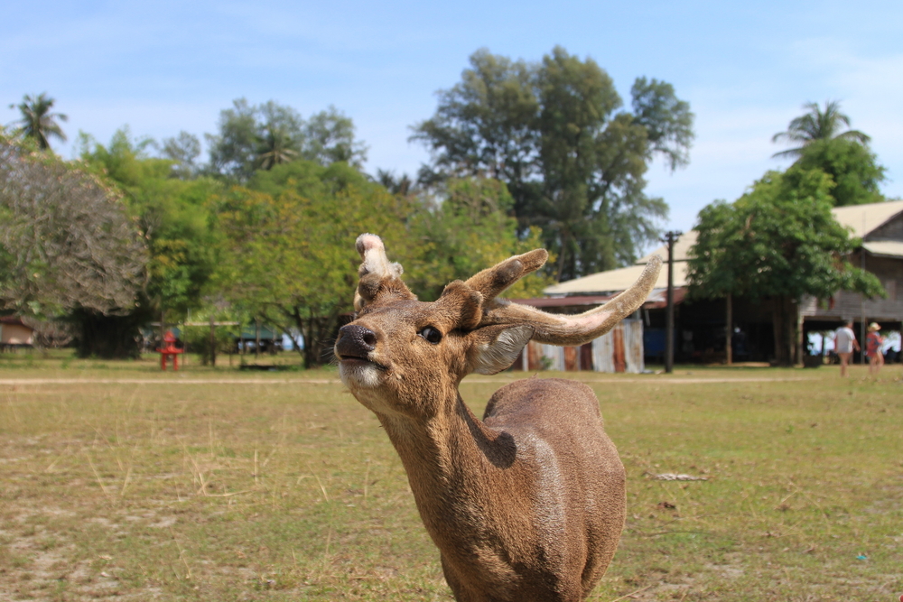 เกาะกระดาด ที่เที่ยวตราดโซนเกาะหมาก