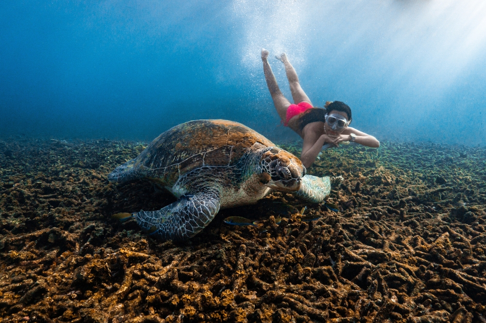 จุดดำน้ำเกาะเต่า จังหวัดสุราษฎร์ธานี