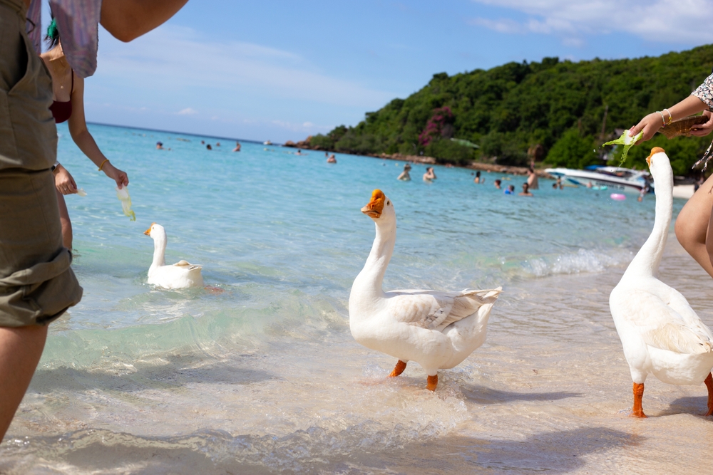 เกาะล้าน จังหวัดชลบุรี ที่เที่ยวอ่าวไทย