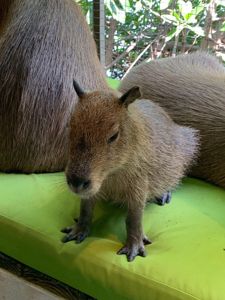Capybara Cafe Samui ที่เที่ยวเกาะสมุย